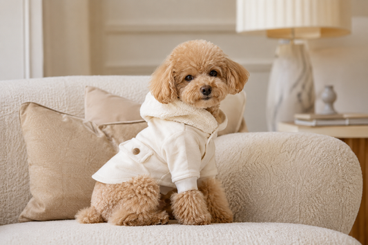 How to Choose the Right Outfit for Your Dog — Style, Comfort and Fit