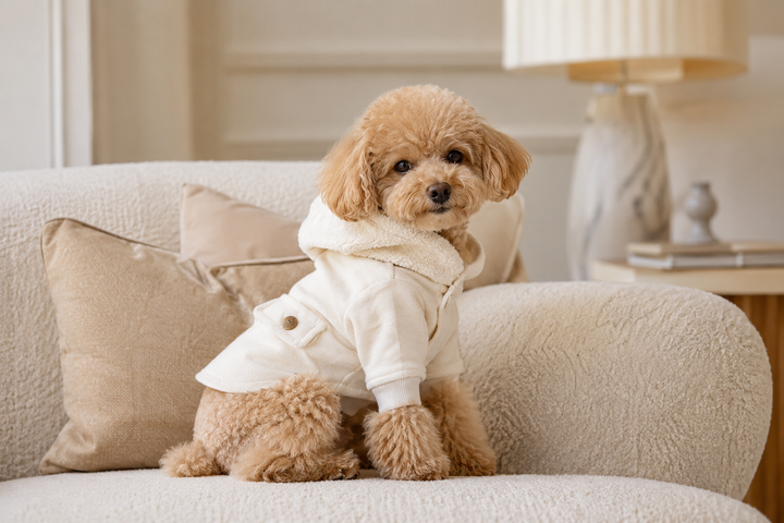 How to Choose the Right Outfit for Your Dog — Style, Comfort and Fit