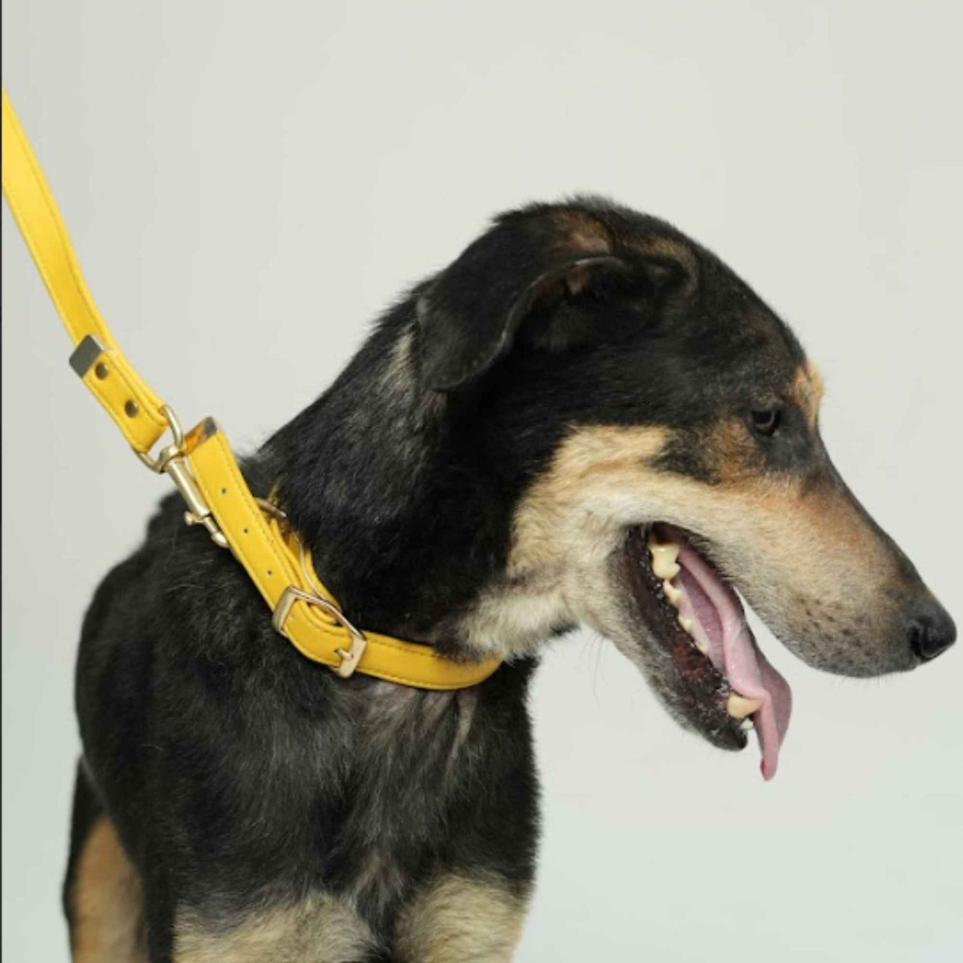 FURLUXE LEASH
