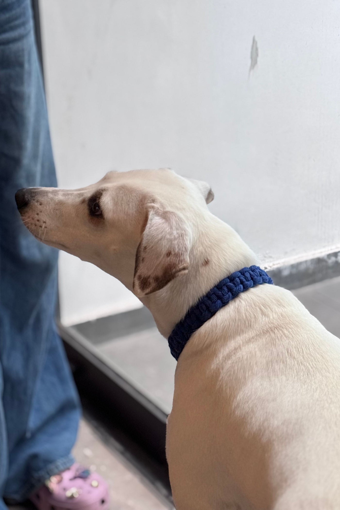Sapphire Handmade Pet Collar – Premium Woven Collar with Metal Hardware