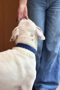 Sapphire Handmade Pet Collar – Premium Woven Collar with Metal Hardware