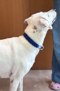 Sapphire Handmade Pet Collar – Premium Woven Collar with Metal Hardware