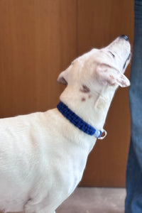 Sapphire Handmade Pet Collar – Premium Woven Collar with Metal Hardware