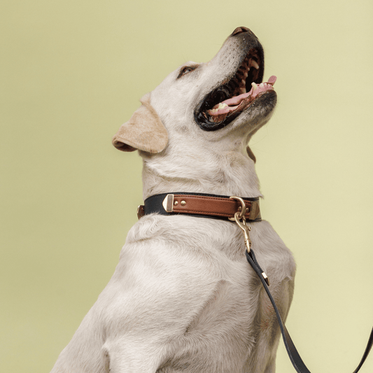Classic Duo-Tone Leather Dog Collar