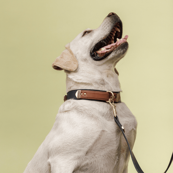 Classic Duo-Tone Leather Dog Collar
