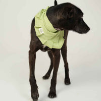 Miso Bandana