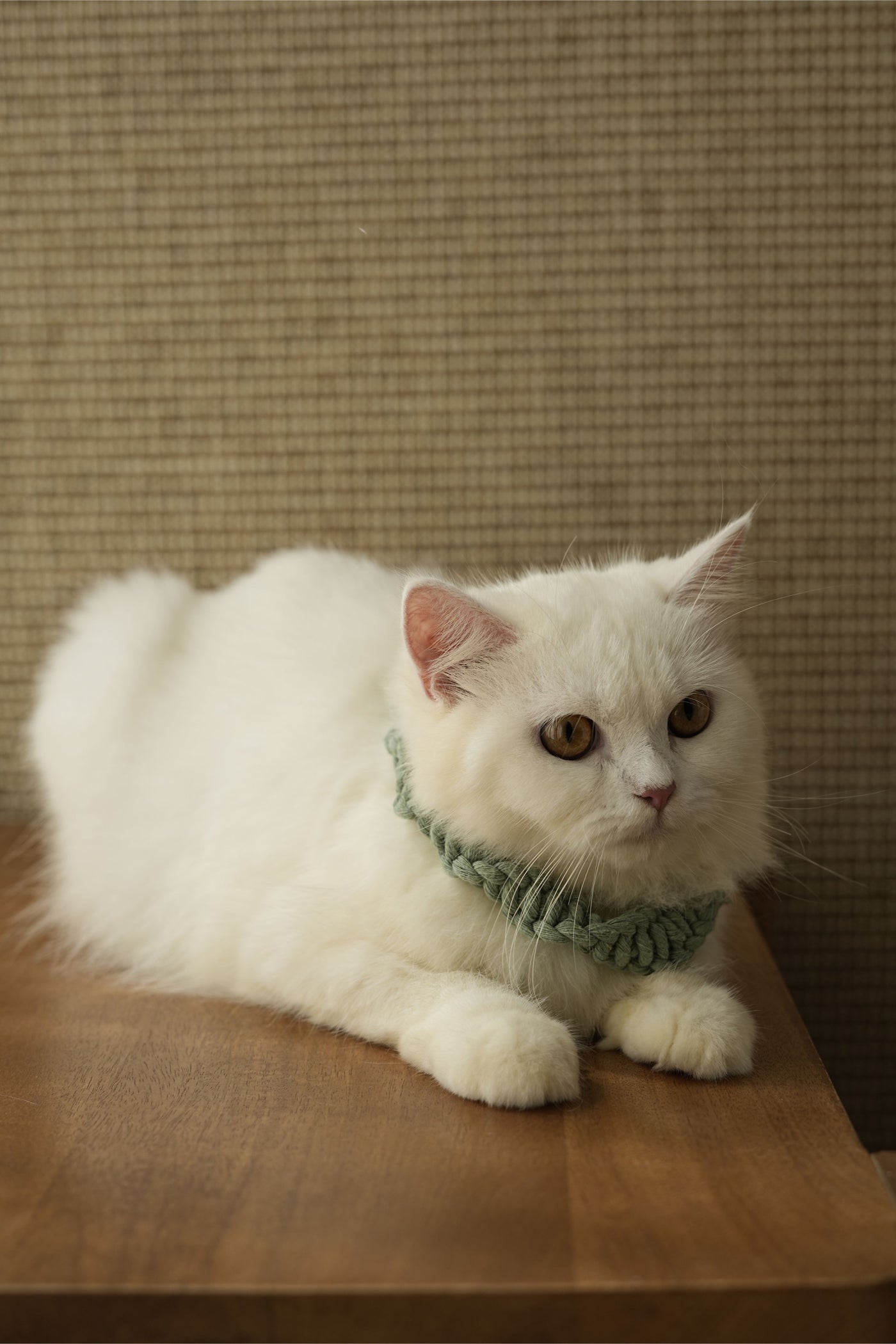 Sage Handmade Pet Collar – Premium Braided Collar with Metal Buckle & D-Ring