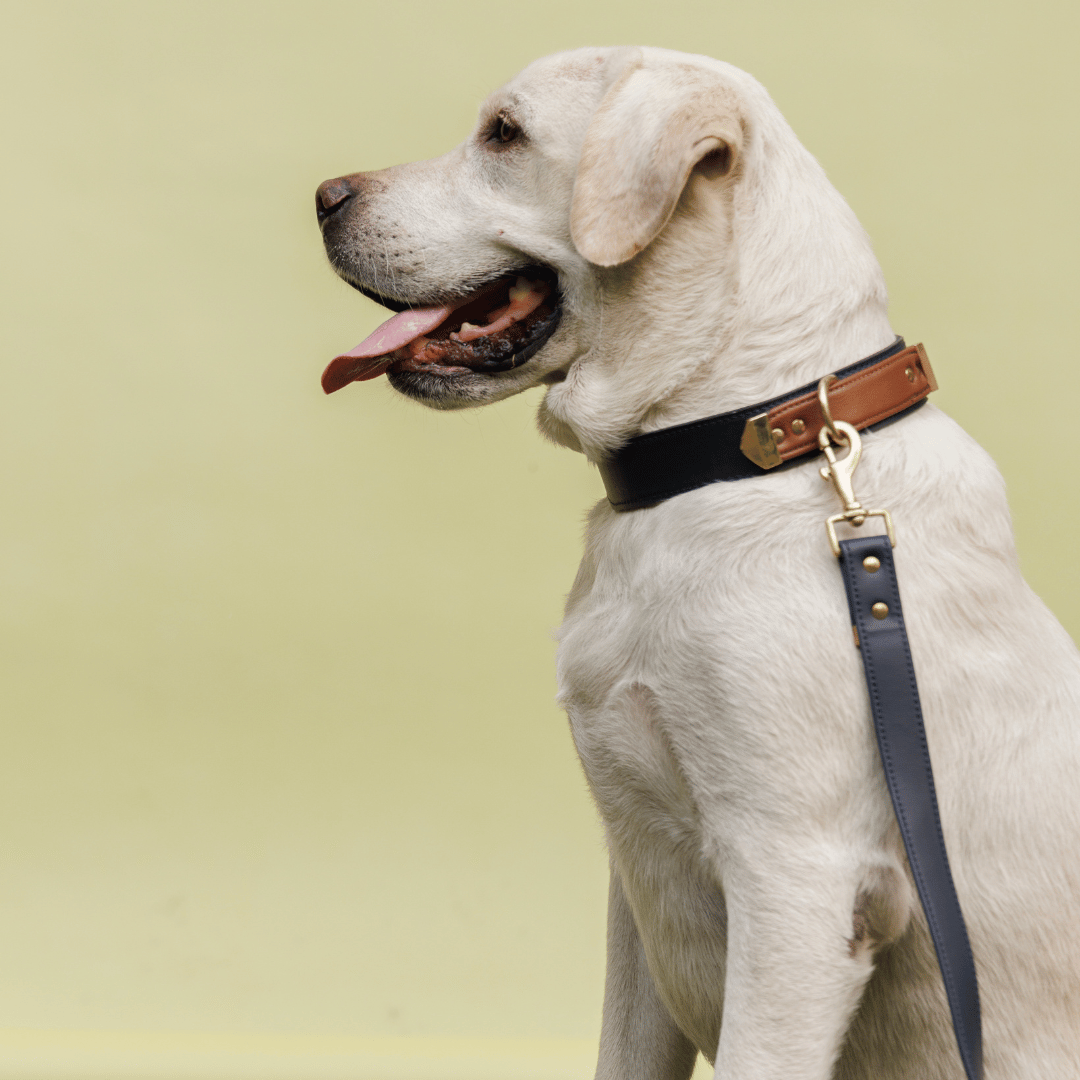 CLASSIC DUO-TONE COLLAR