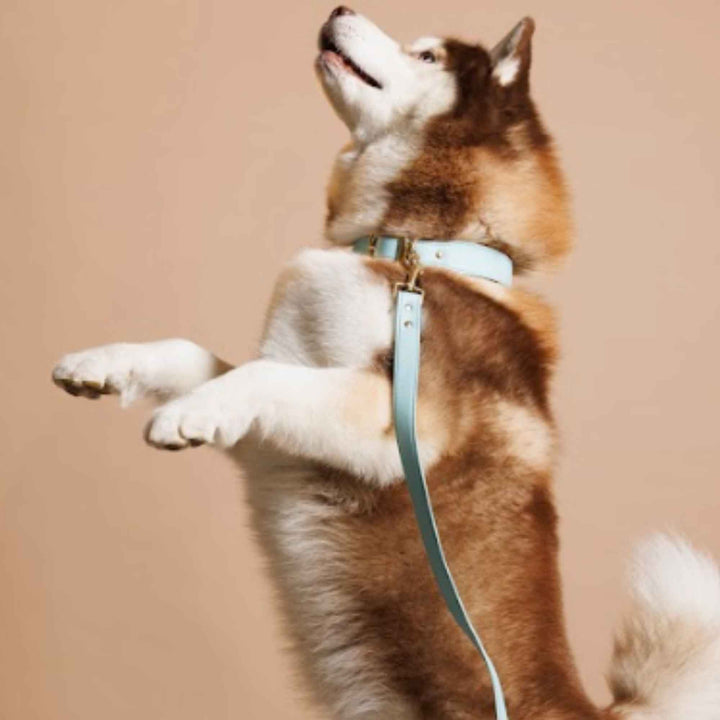 FURLUXE LEASH