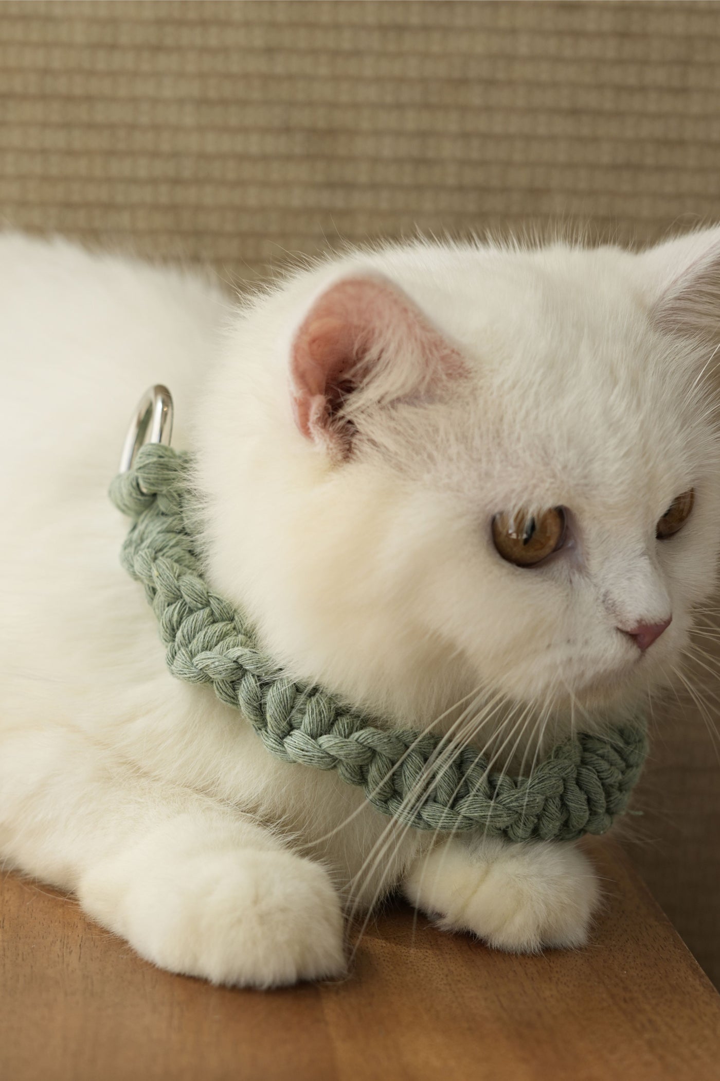 Sage Handmade Pet Collar – Premium Braided Collar with Metal Buckle & D-Ring