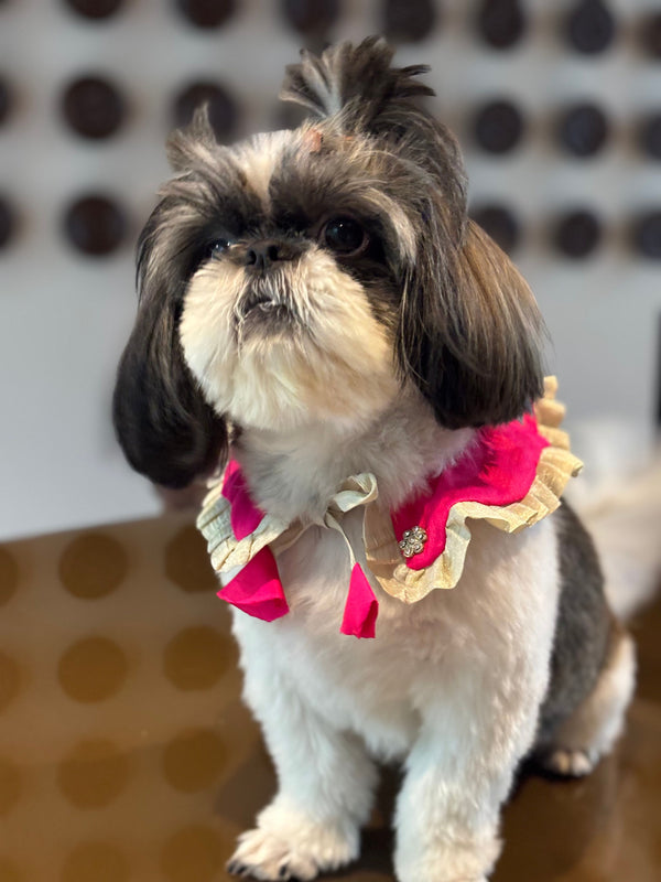 The Petal Ruffle Bandana - Vibrant Magenta Designer Pet Collar & Cape