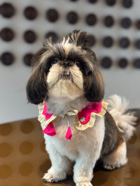 The Petal Ruffle Bandana - Vibrant Magenta Designer Pet Collar & Cape