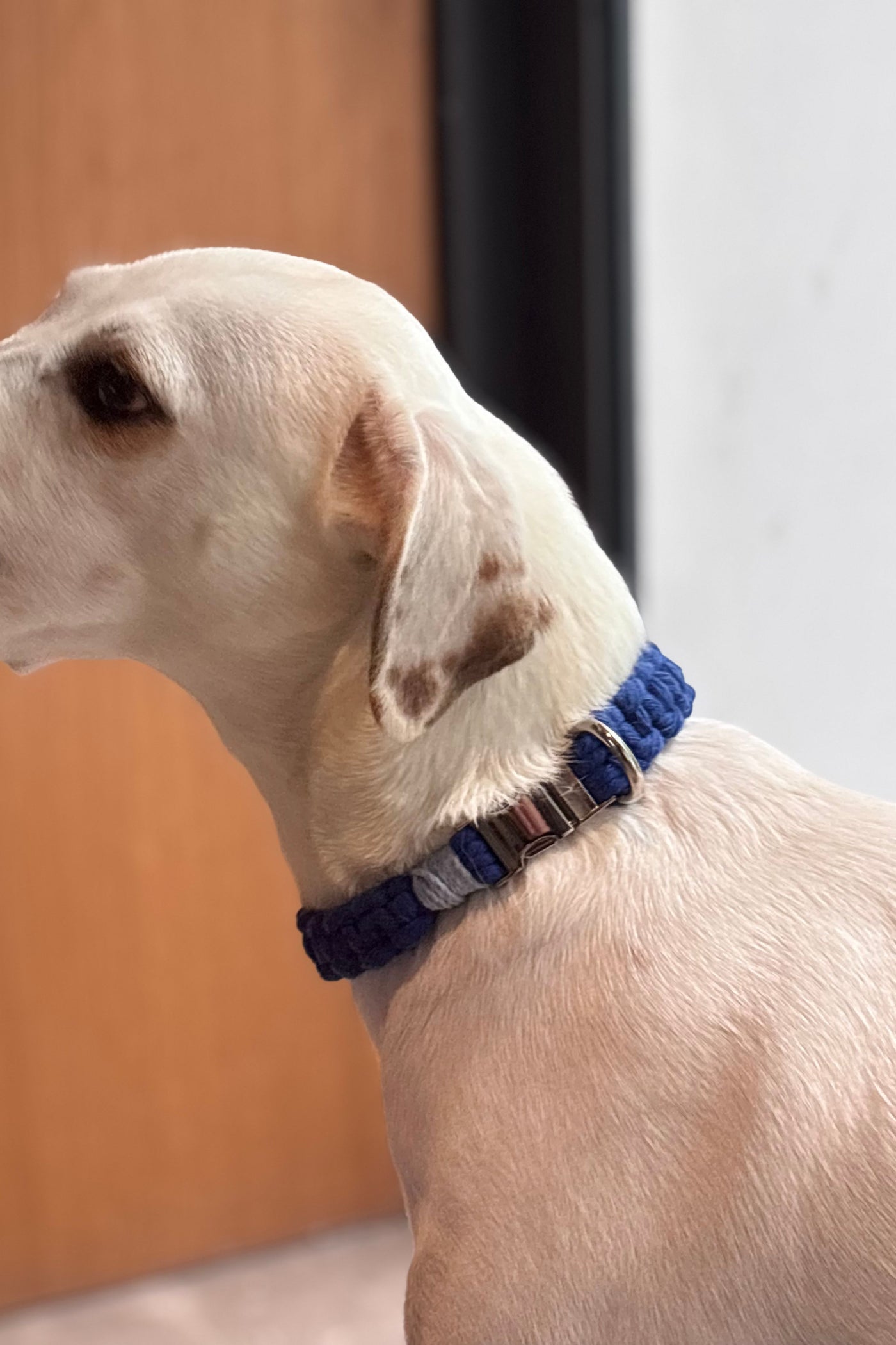 Sapphire Handmade Pet Collar – Premium Woven Collar with Metal Hardware