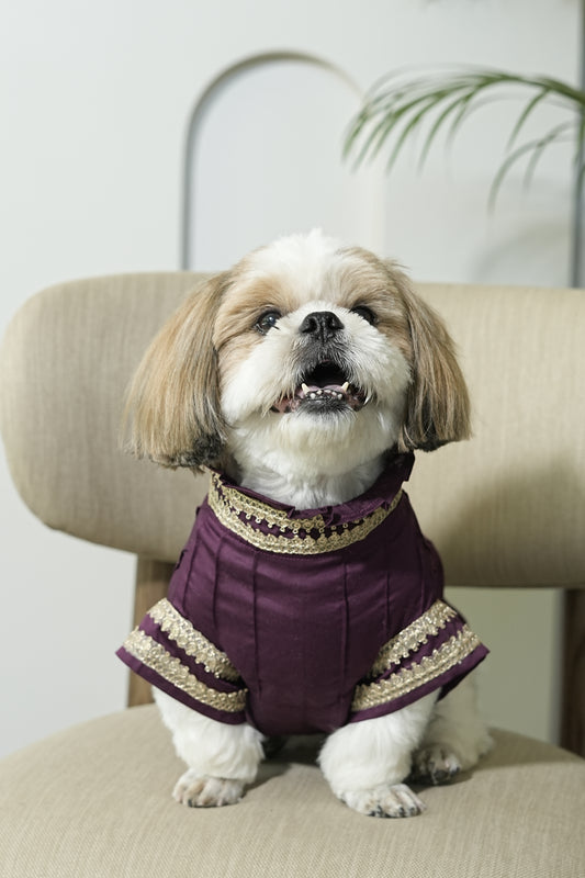 Festive Ethnic Wear for Dogs