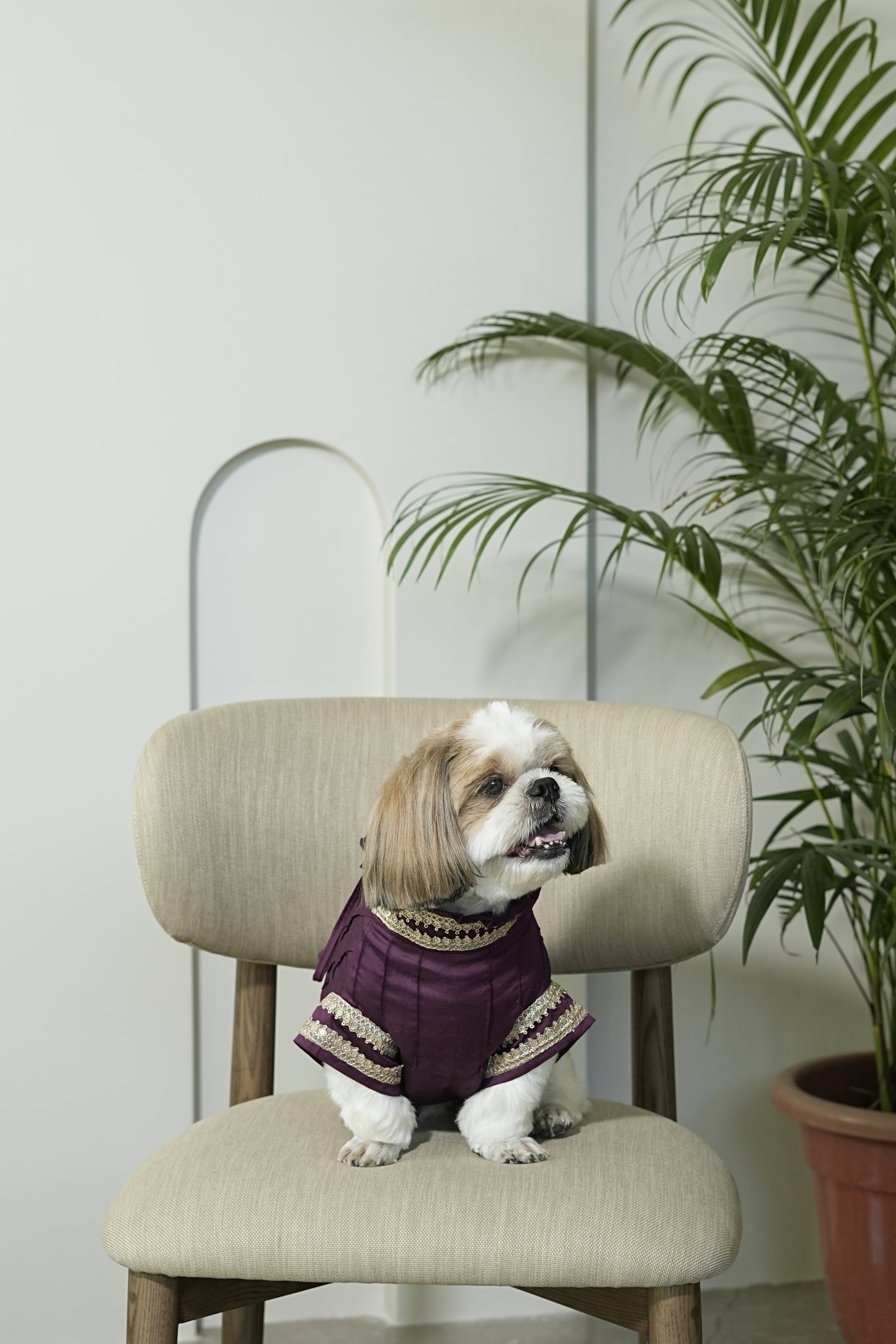 Noor Kurta - Festive Ethnic Wear for Dogs