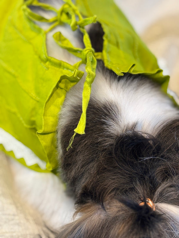 Designer Ethnic Wear for Dogs