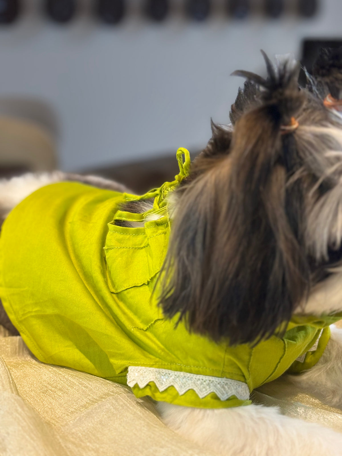 Designer Ethnic Wear for Dogs