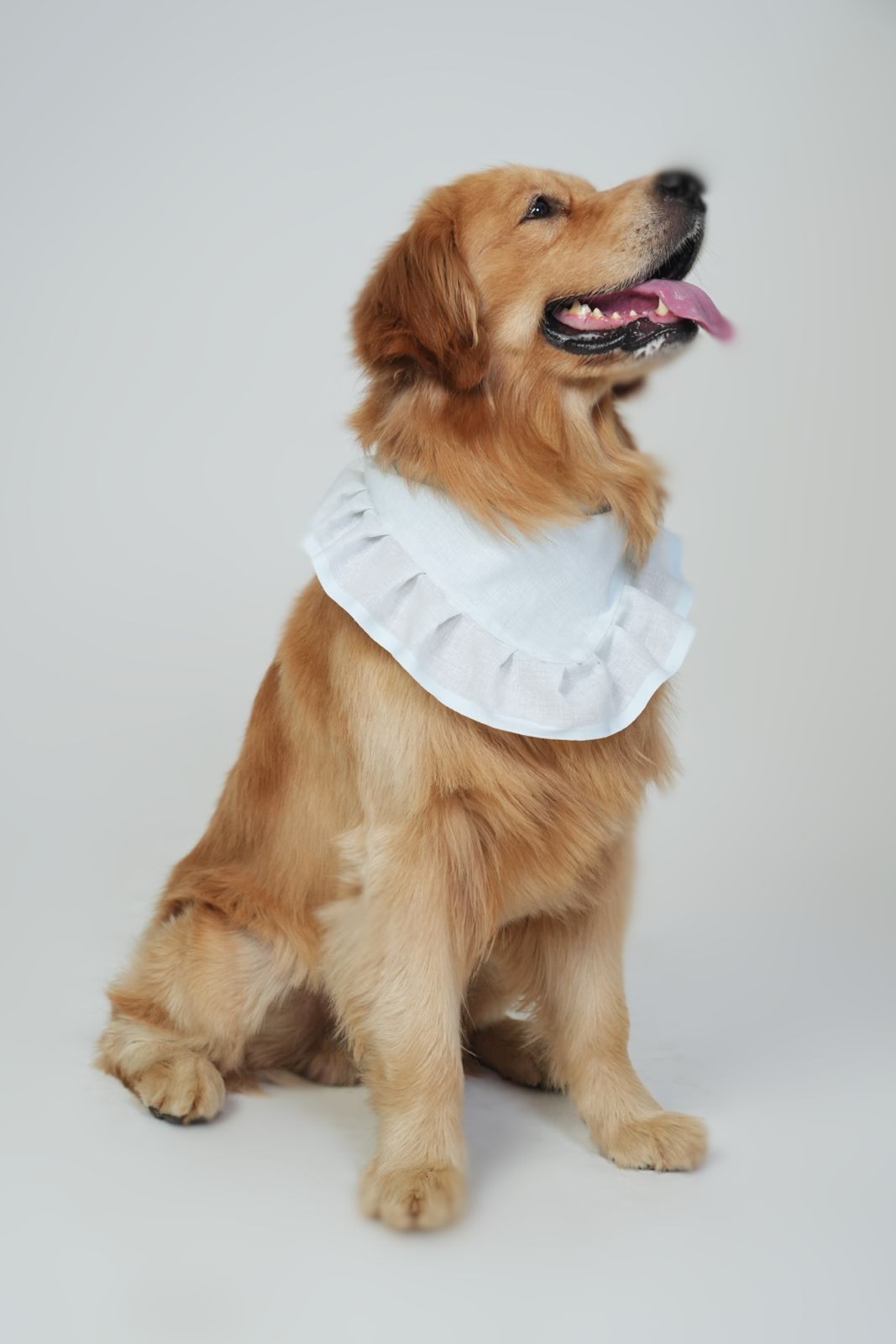 Premium White Ruffle Dog Bandana – Stylish Pet Neck Scarf