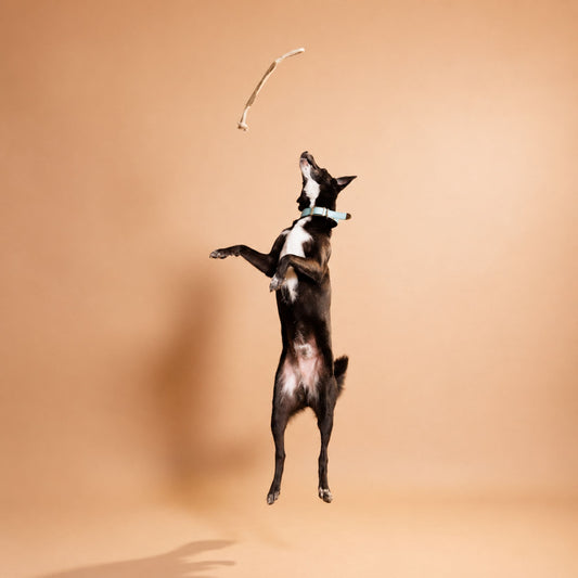 Bark & Bite Jute Bone Toy