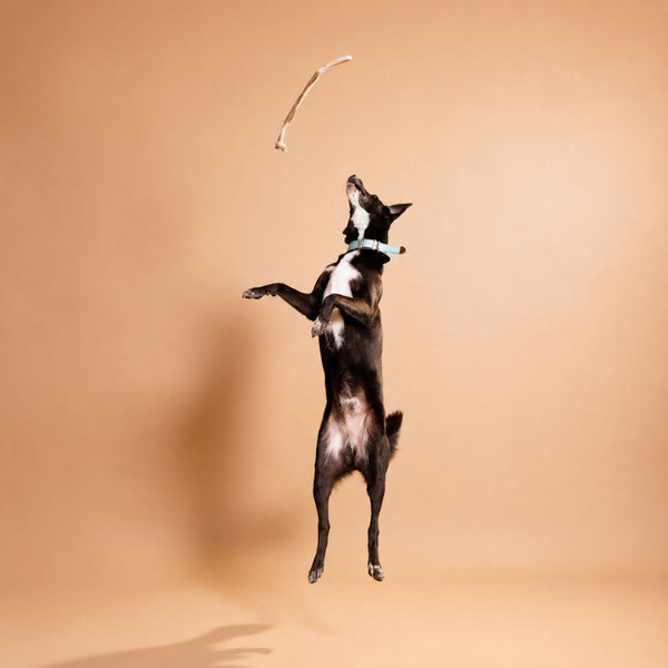 Bark & Bite Bone