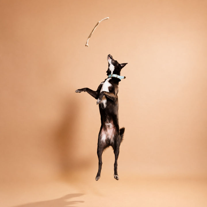 Bark & Bite Bone