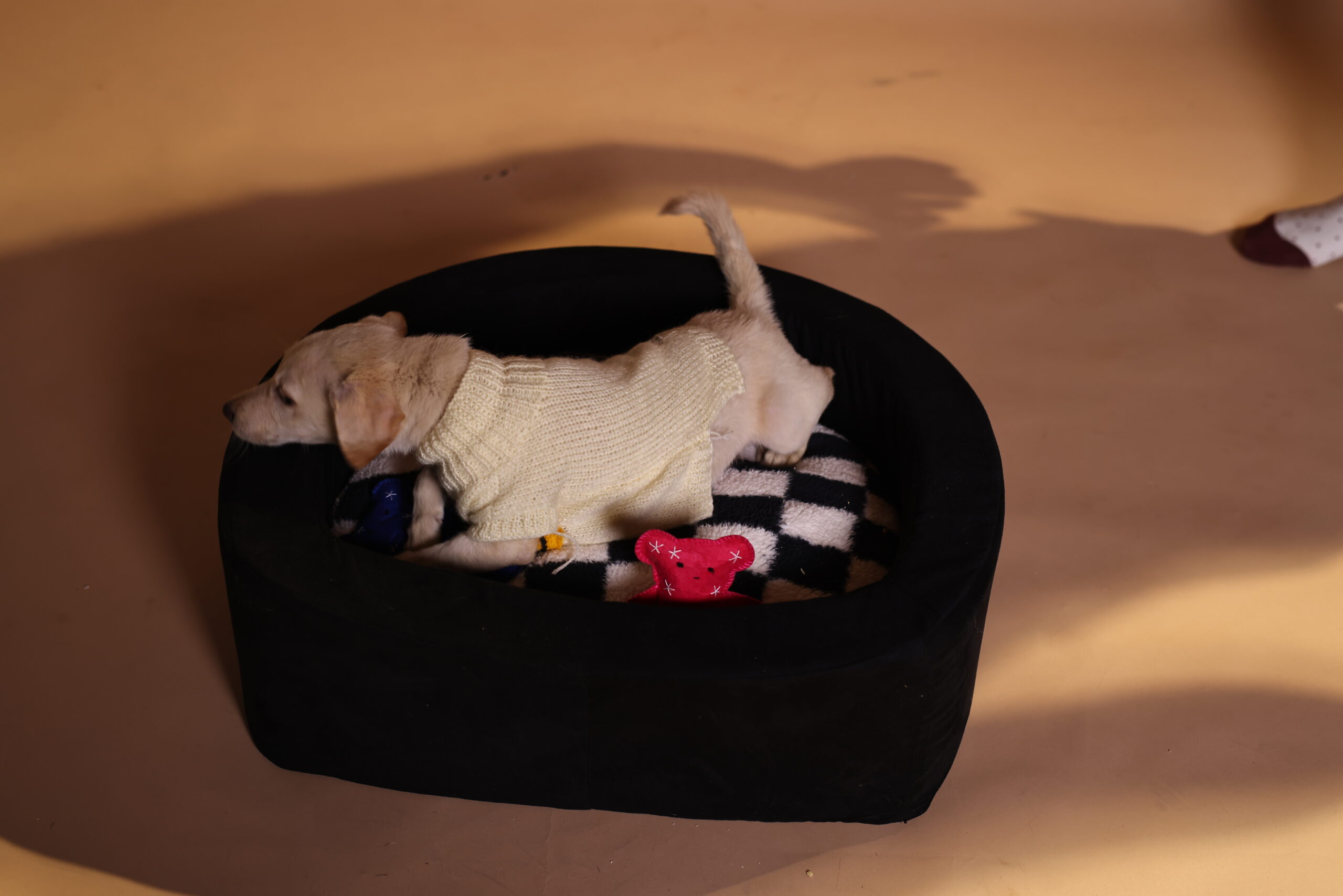 Fur-st Class Comfort: Choosing the Best Pet Beds for Your Pup