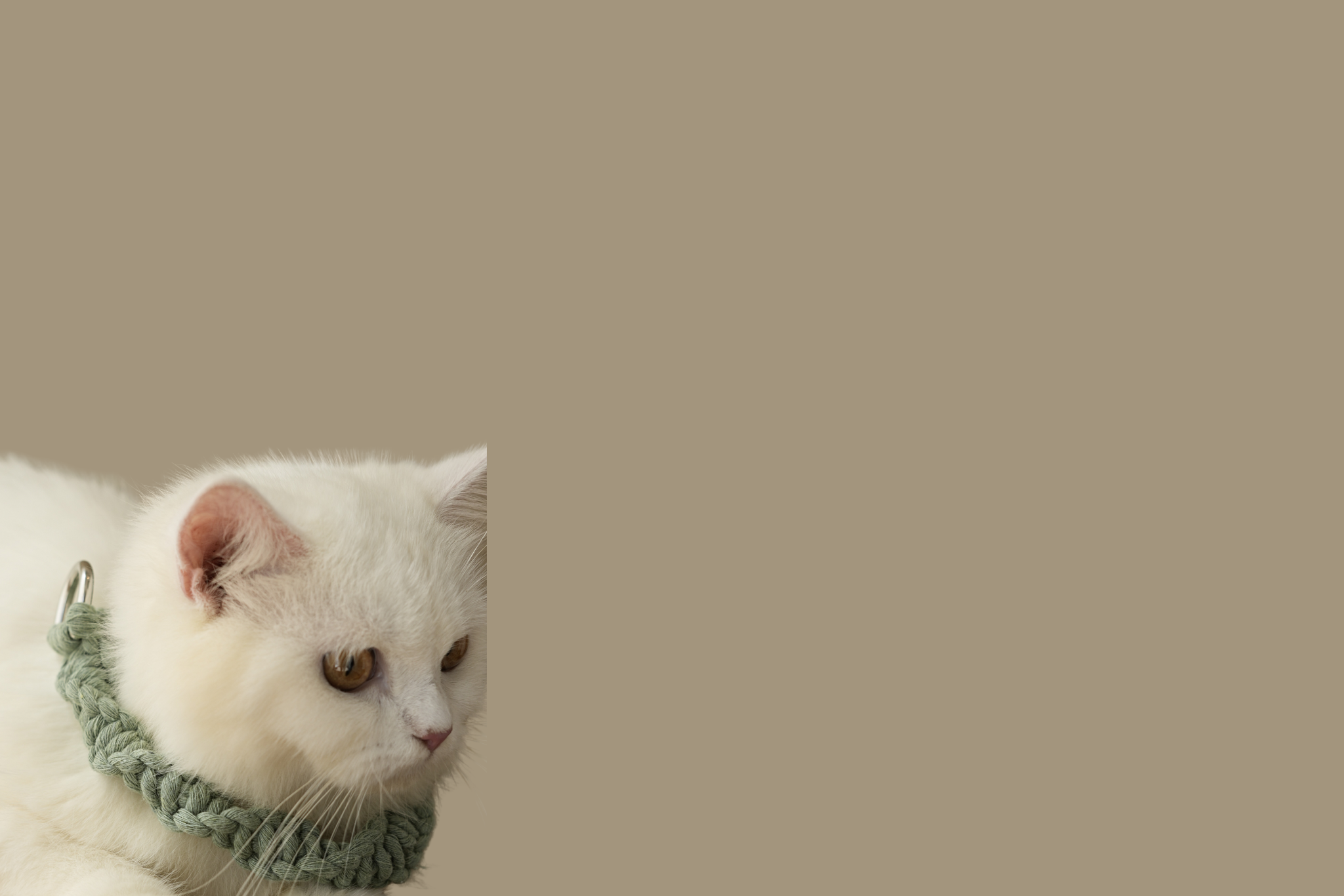 pamper your pets, pets accessories, pet fashion, love of animals, pet loving, cat accessories, dog accessories, dog leash, leash and collar set, love your pet, dog fashion, pet supplies, leash and collar, pet supply stores, pet products, dog collars, dog leash and collar, leash, dog collar and leash set, puppy accessories, dog leads and collars, puppy collar and leash, fashion dog, puppy collar and lead, pet leash, dog collar and lead set, dog supply store, puppy dog collar, pet accessories shop, stylish pet accessories,