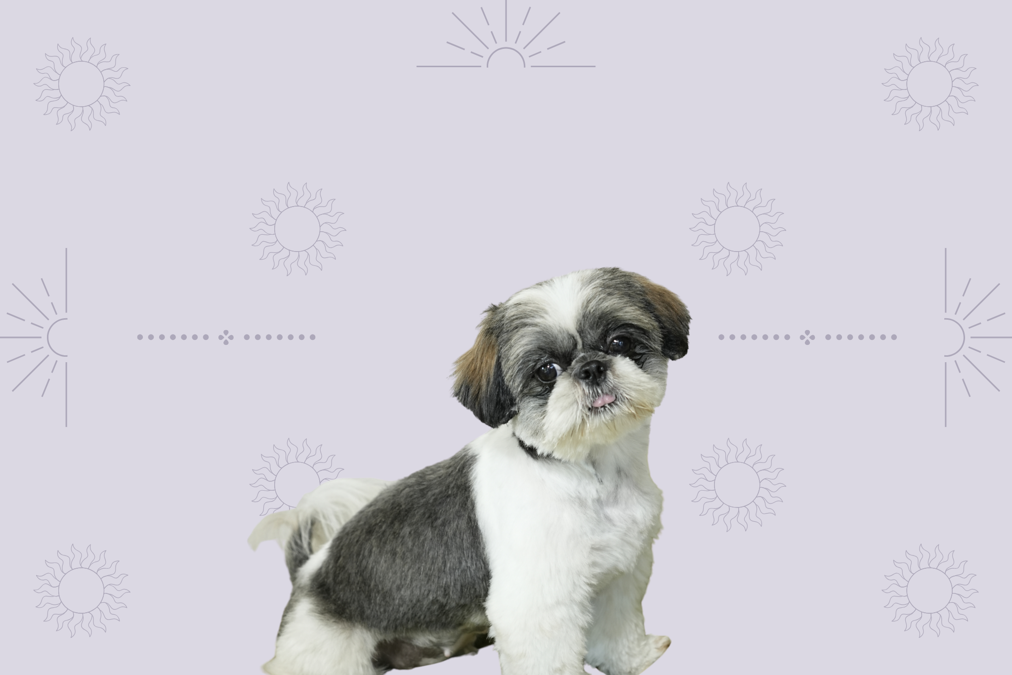 pamper your pets, pets accessories, pet fashion, love of animals, pet loving, cat accessories, dog accessories, dog leash, leash and collar set, love your pet, dog fashion, pet supplies, leash and collar, pet supply stores, pet products, dog collars, dog leash and collar, leash, dog collar and leash set, puppy accessories, dog leads and collars, puppy collar and leash, fashion dog, puppy collar and lead, pet leash, dog collar and lead set, dog supply store, puppy dog collar, pet accessories shop, stylish pet accessories, love for pets, dog leash set, leash collar, chic pet accessories, pet accessories store, dog collar accessories, green dog collars, dog collar set, dog collar leash set, dog lead leash