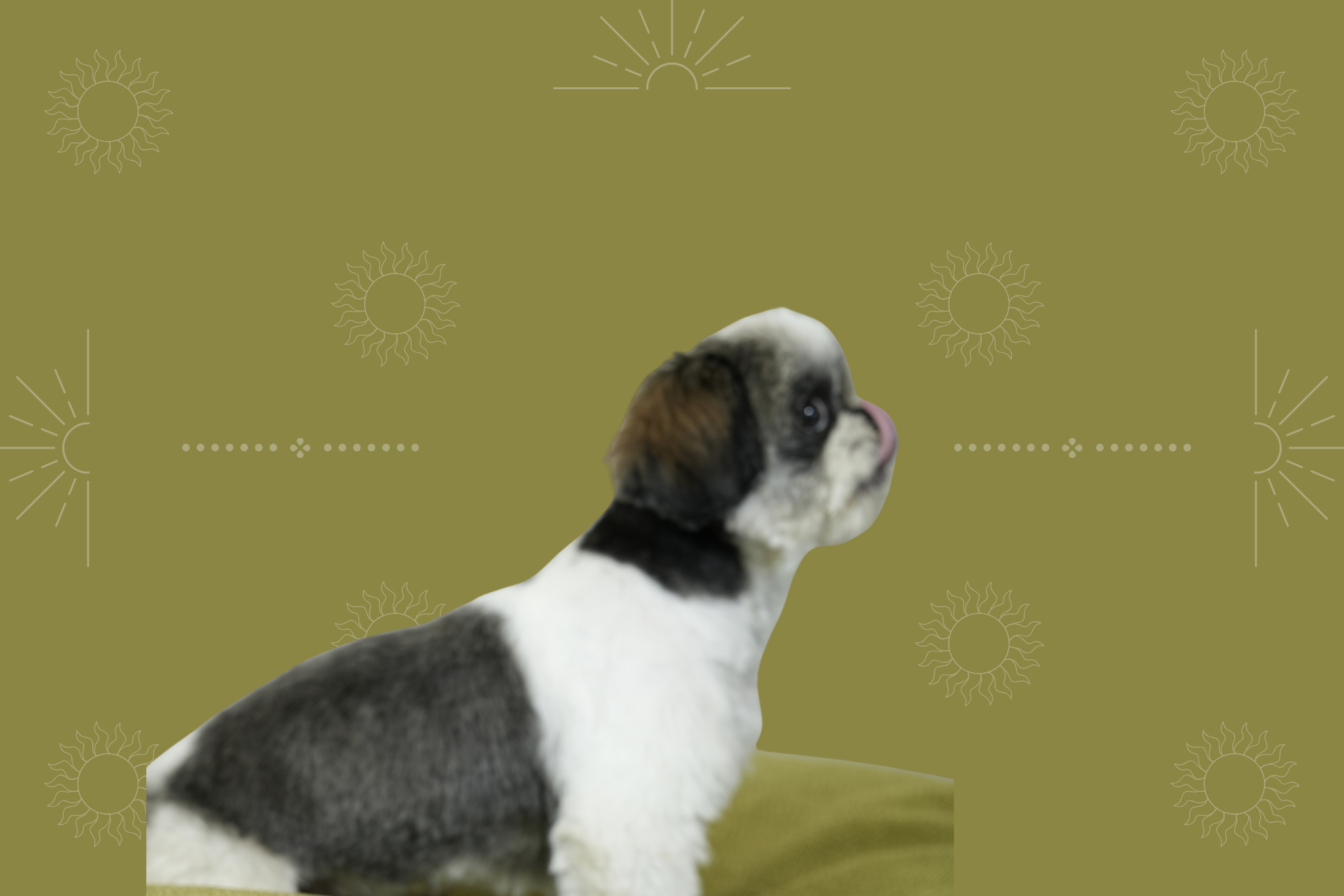 pamper your pets, pets accessories, pet fashion, love of animals, pet loving, cat accessories, dog accessories, dog leash, leash and collar set, love your pet, dog fashion, pet supplies, leash and collar, pet supply stores, pet products, dog collars, dog leash and collar, leash, dog collar and leash set, puppy accessories, dog leads and collars, puppy collar and leash, fashion dog, puppy collar and lead, pet leash, dog collar and lead set, dog supply store, puppy dog collar, pet accessories shop, stylish pet accessories, love for pets, dog leash set, leash collar, chic pet accessories, pet accessories store, dog collar accessories, green dog collars, dog collar set, dog collar leash set, dog lead leash,