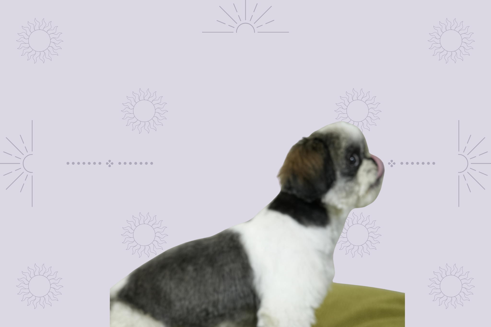 How to Show Love to Your Pet Through Fashion & Accessories