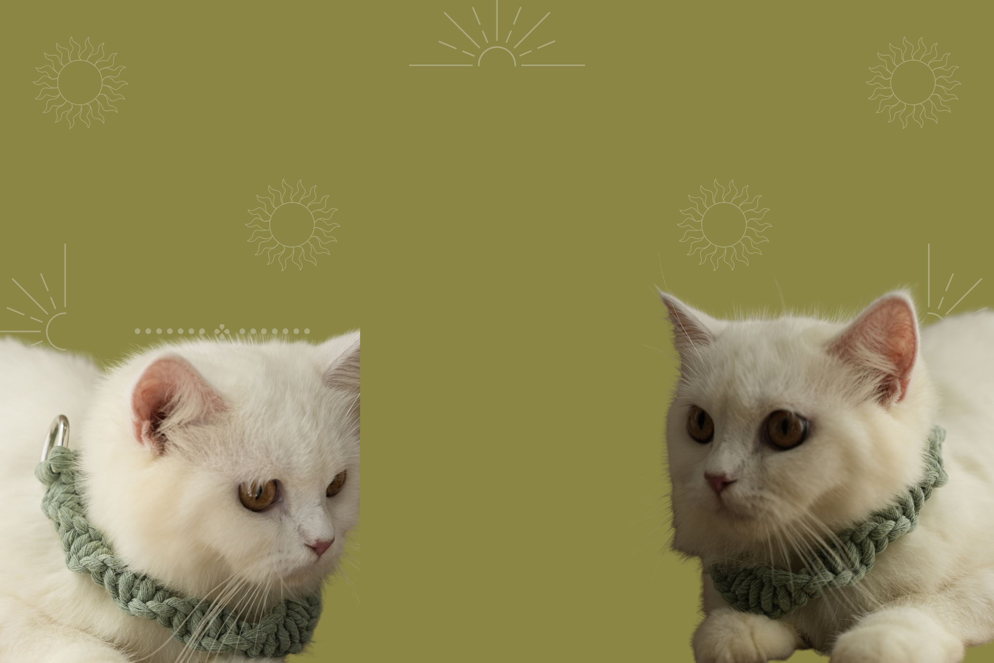 Top 10 Dog Leashes Every Fashion-Loving Pet Parent Should Own