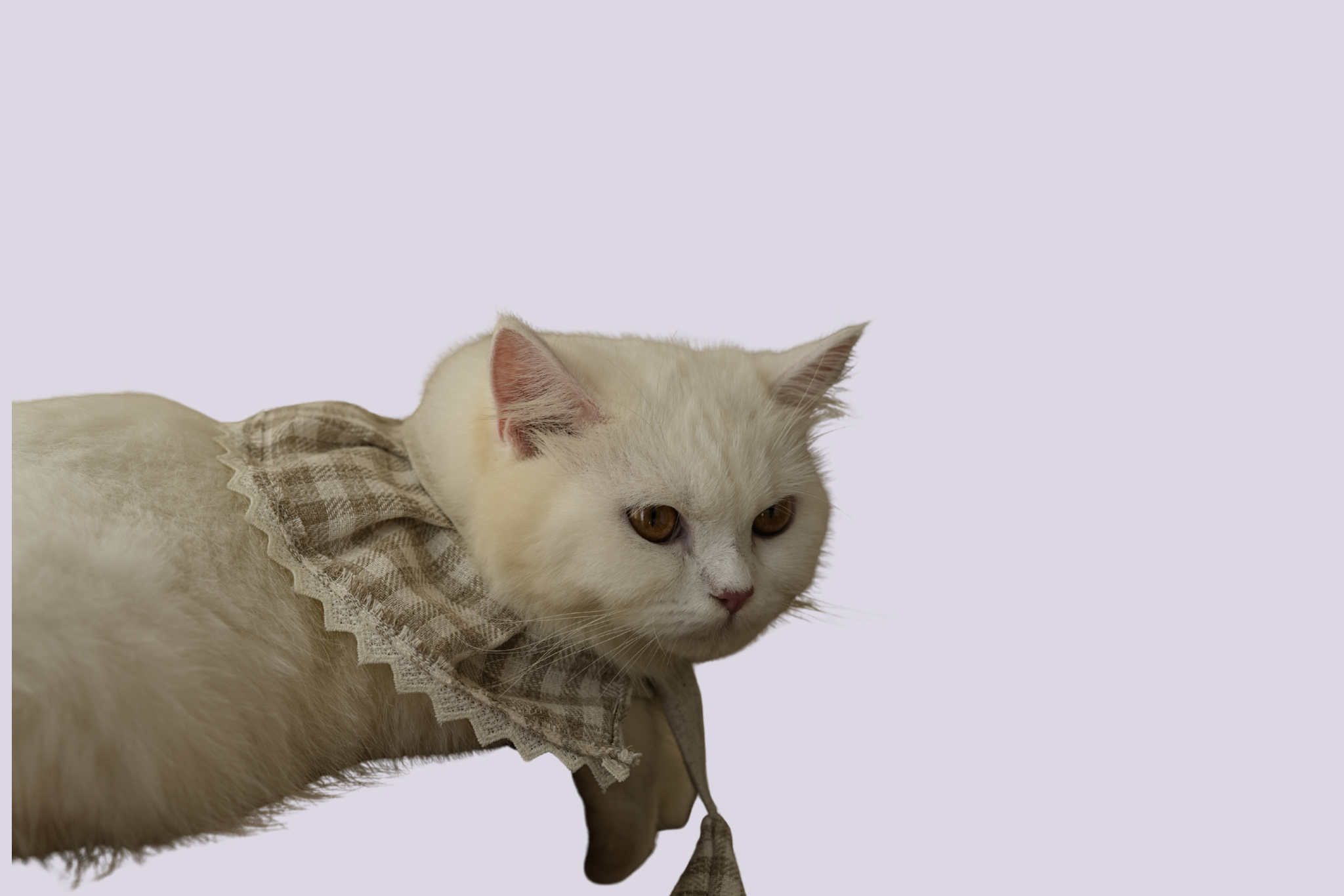 pamper your pets, pets accessories, pet fashion, love of animals, pet loving, cat accessories, dog accessories, dog leash, leash and collar set, love your pet, dog fashion, pet supplies, leash and collar, pet supply stores, pet products, dog collars, dog leash and collar, leash, dog collar and leash set, puppy accessories, dog leads and collars, puppy collar and leash, fashion dog, puppy collar and lead, pet leash, dog collar and lead set, dog supply store, puppy dog collar, pet accessories shop, stylish pet accessories, love for pets, dog leash set, leash collar, chic pet accessories, pet accessories store, dog collar accessories, green dog collars, dog collar set, dog collar leash set, dog lead leash