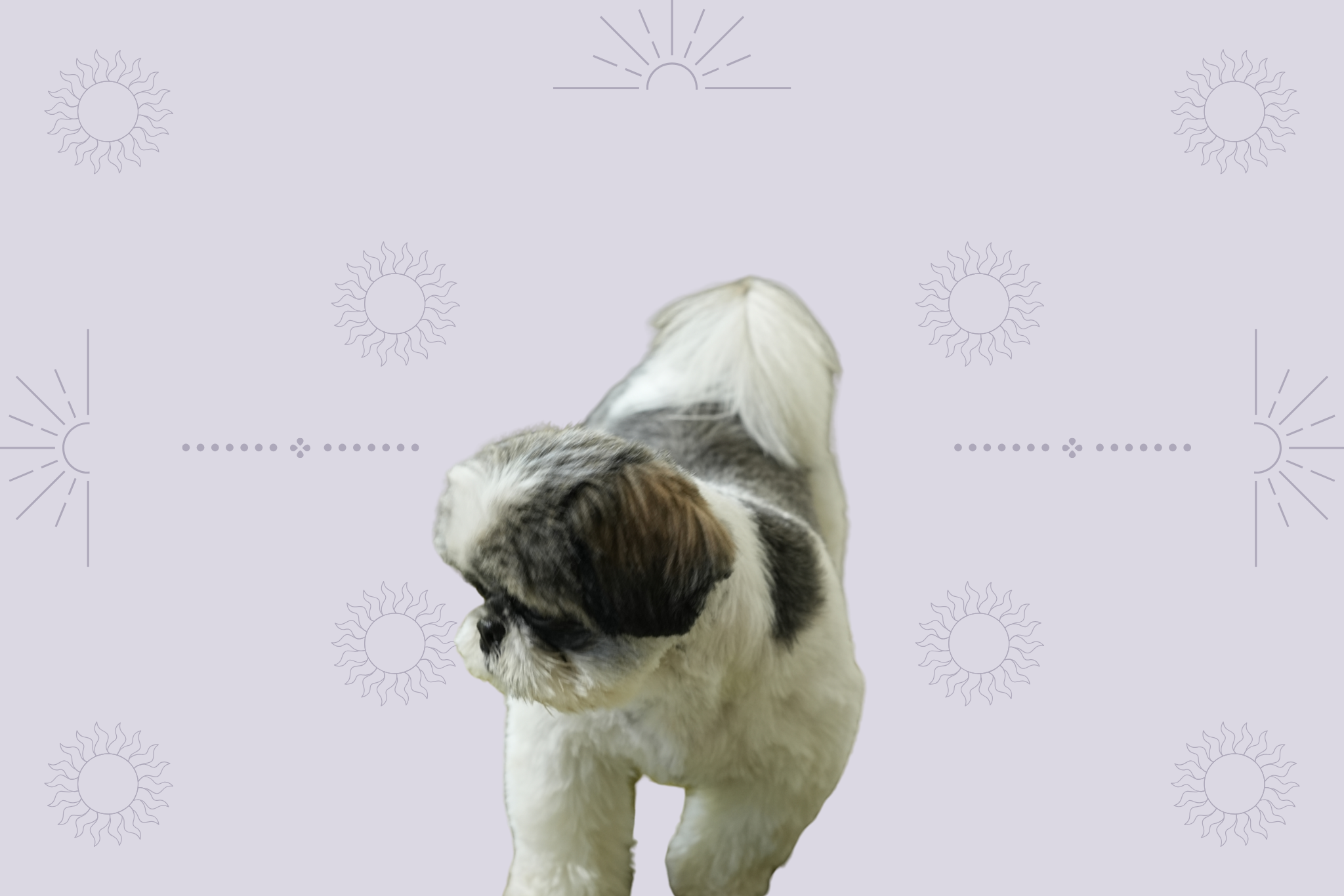 Updated Keyword in one line "pamper your pets, pets accessories, pet fashion, love of animals, pet loving, cat accessories, dog accessories, dog leash, leash and collar set, love your pet, dog fashion, pet supplies, leash and collar, pet supply stores, pet products, dog collars, dog leash and collar, leash, dog collar and leash set, puppy accessories, dog leads and collars, puppy collar and leash, fashion dog, puppy collar and lead, pet leash, dog collar and lead set, dog supply store, puppy dog collar, pet accessories shop,